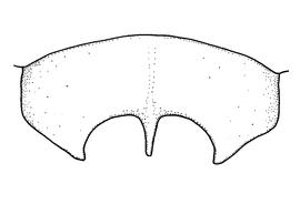   Anthidium formosum  male, diagram showing dorsal view of seventh tergum (T7), diagram from Gonzalez and Griswold 2013 
